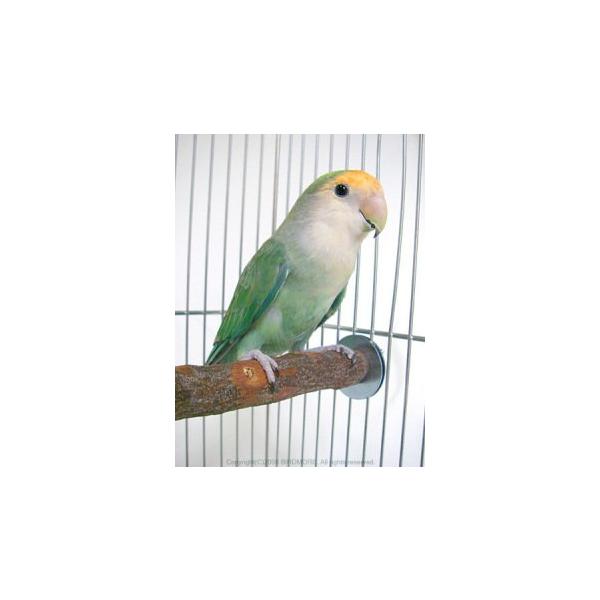 緑/1個/-・パッケージ個数:1