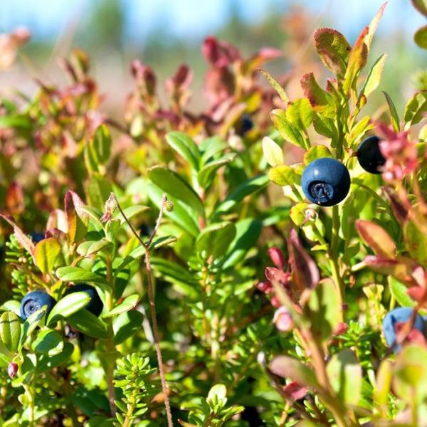 無添加 保存料不使用 冷凍 ワイルドブルーベリー カナダ産 1kg 冷凍フルーツ デザート 業務用 Buyee Buyee Japanese Proxy Service Buy From Japan Bot Online