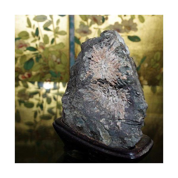 菊花石 根尾川 初鹿谷 サバ菊 10kg 希少品 激レア 観賞石 水石 theory xyz 菊花石 岐阜県根尾産 純国産 サバ菊 ミニ : theory xyz