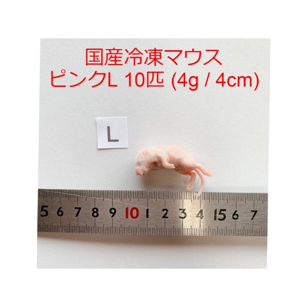 国産 冷凍マウス ピンクマウスL 10匹 ~ 4g / 4cm ショップザ