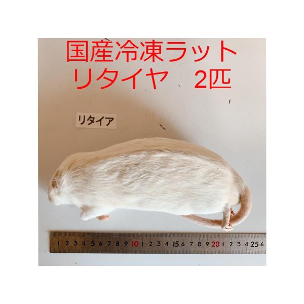 白☆蛇　国産冷凍ラット thepern_ratretiredx2