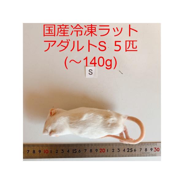 国産冷凍アダルトラット5XL&6XL 国産 冷凍ラット アダルト S 5匹 冷凍餌 : ショップザ・パーン - 通販