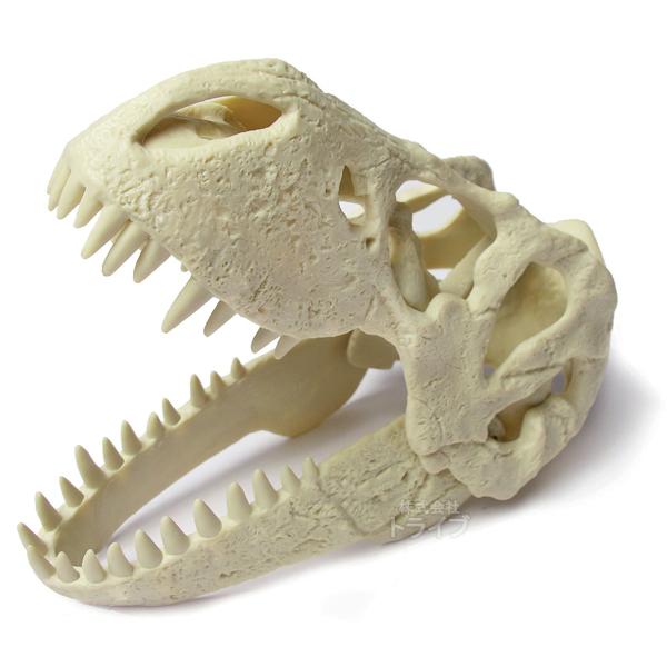 特価30％OFF]頭蓋骨発掘セット ティラノサウルス 本物の化石付き 骨格模型 ED-236K 045037 ラッピング不可  :yama-ed-236k:おもちゃ通販 トライブ 通販 