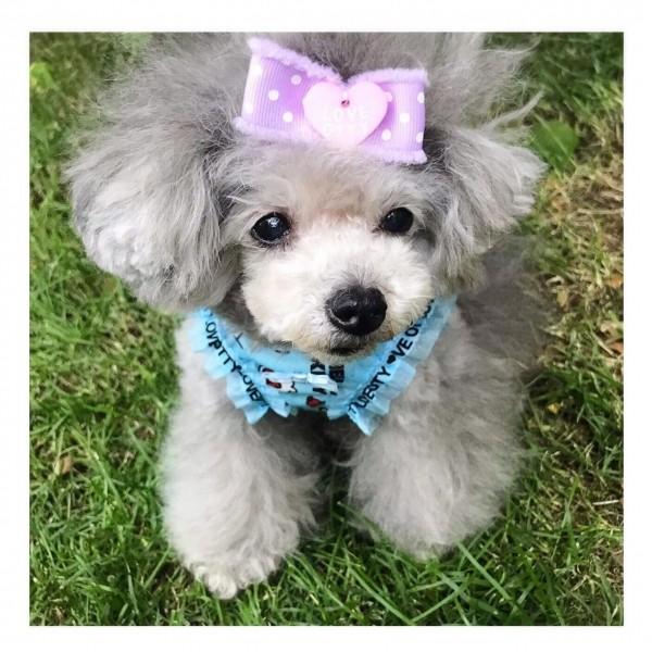 オッティ Otty ドット柄 リボンバレッタ 小型犬 バレッタ ヘアピン ヘアーアクセサリー 081 Tiara Pets Japan 通販 Yahoo ショッピング