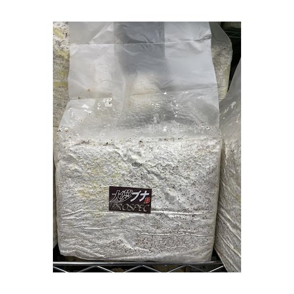 ■大夢Ｂブナブロック　オオヒラタケ菌糸　栄養価の高いブナ100％を使用しているので分解・消化が良く初心者の方からベテランまで安心して使用頂けます。雑菌や温度変化にも比較的強いので人気が高いです。◇ブナ１００％◇オオヒラタケ◇2次発菌 硬詰め...