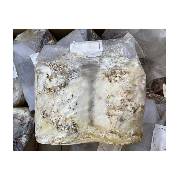 この度は、当ショップの商品に興味をお持ち頂きまして誠に有り難うございます。クヌギの植菌カワラ材 Ｌサイズ2本入りの出品となります。ご検討のほどどうぞ宜しくお願い致します。■商品：植菌カワラ材（クヌギ）※直径約１２cm前後■販売単位： １袋（...