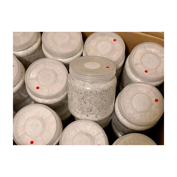 ■G-ZERO 1500(プレス高圧縮)2令♂の1本目、大型3令♀、中型3令♂に最適です。【大人気のG-ZERO菌糸とは？】DDA様 ホームページより抜粋●ブナ×クヌギ×オオヒラタケ菌 kuni様監修のオオヒラタケ菌糸●ブナ粗め・中粒子の混...