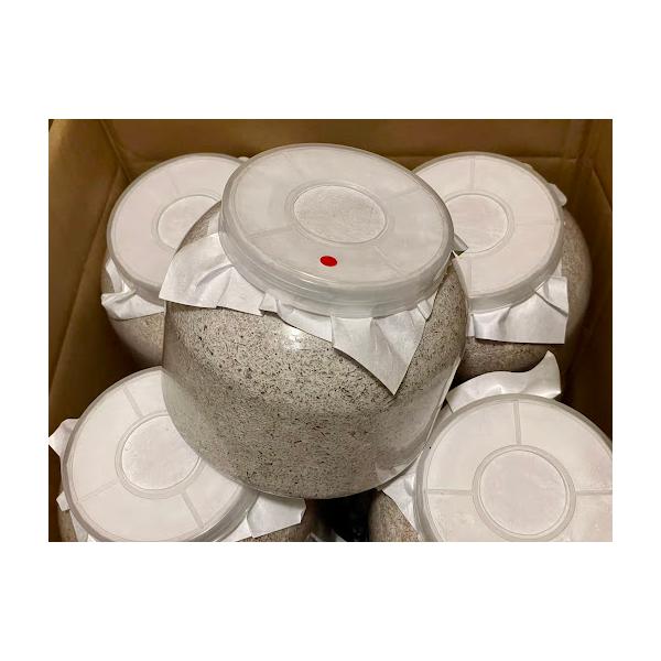 ■G-ZERO 2300(プレス高圧縮)3令♂初期2本目、中型(〜40g前後)♂中期から後期幼虫に最適です。【大人気のG-ZERO菌糸とは？】DDA様 ホームページより抜粋●ブナ×クヌギ×オオヒラタケ菌 kuni様監修のオオヒラタケ菌糸●ブ...