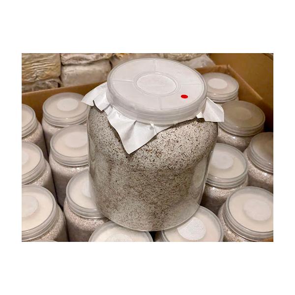 ■G-ZERO 3200(プレス高圧縮)3令♂初期、中期、後期まで対応。【大人気のG-ZERO菌糸とは？】DDA様 ホームページより抜粋●ブナ×クヌギ×オオヒラタケ菌 kuni様監修のオオヒラタケ菌糸●ブナ粗め・中粒子の混合80% クヌギ中...