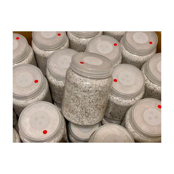 ■G-ZERO 800(プレス高圧縮)1令〜2令の1本目、3令♀幼虫に最適です。【大人気のG-ZERO菌糸とは？】DDA様 ホームページより抜粋●ブナ×クヌギ×オオヒラタケ菌 kuni様監修のオオヒラタケ菌糸●ブナ粗め・中粒子の混合80% ...