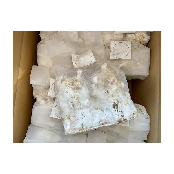 １０本！ Ｌ×５本 Ｍ×５本 クヌギ 土埋め レイシ 霊芝 産卵材 柔らか仕上げ 土埋めレイシ材(産卵木)の販売