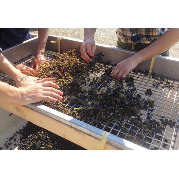 �A�p���^�O�A�@�O�������F���[�m�@�J�x���l�E�\�[���B�j�����^Apaltagua Granverano Cabernt Sauvignon ���i�摜2