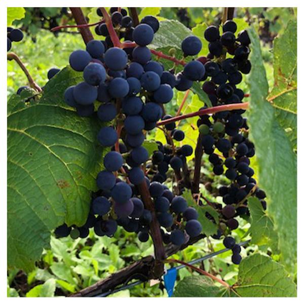 �A�p���^�O�A�@�O�������F���[�m�@�J�x���l�E�\�[���B�j�����^Apaltagua Granverano Cabernt Sauvignon ���i�摜4
