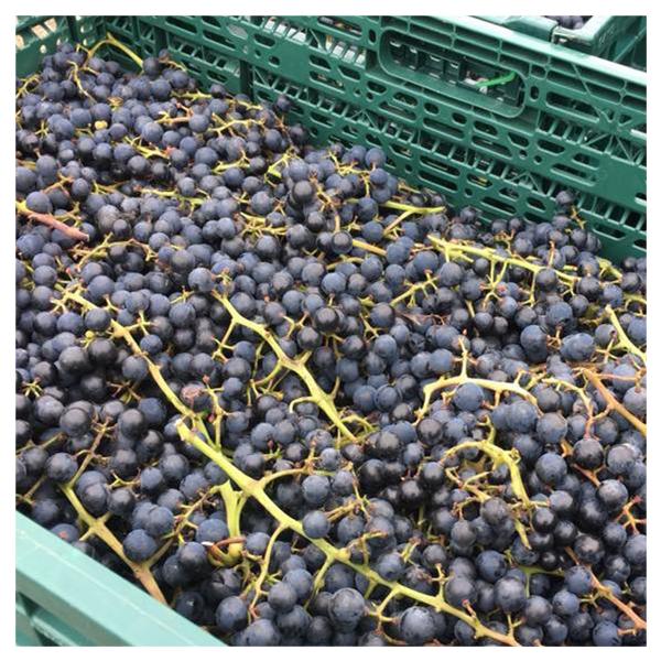 �A�p���^�O�A�@�O�������F���[�m�@�J�x���l�E�\�[���B�j�����^Apaltagua Granverano Cabernt Sauvignon ���i�摜5