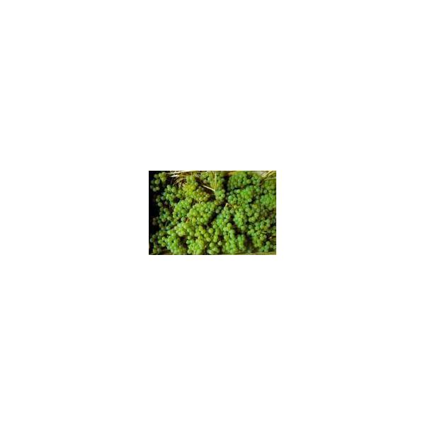 �X�e�t�@���E�e�B�\�@�L���x�@�p�b�`���[�N�@�V�����h�l�@2023�^CUVEE PATCHWORK�@2023 ���i�摜2