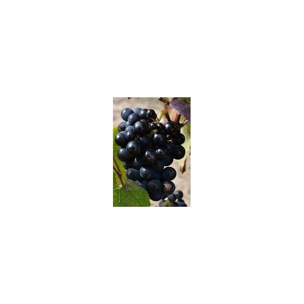 �N���X�g�t�E�p�J���@�u���S�[�j���E�u����BIB 2024 �y5���b�g���z�^CHRISTOPHE PACALET�@Bourgogne Blanc  BIB ���i�摜3