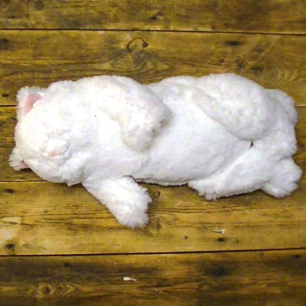 ひざねこすやすや ぬいぐるみ｛L｝．ペルシャ猫 2429-21