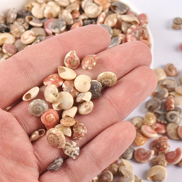 【100個】穴あけなし 天然 ミニ スパイラル シェル 天然 海の貝殻 ハンドメイド クラフト ホームデコレーション