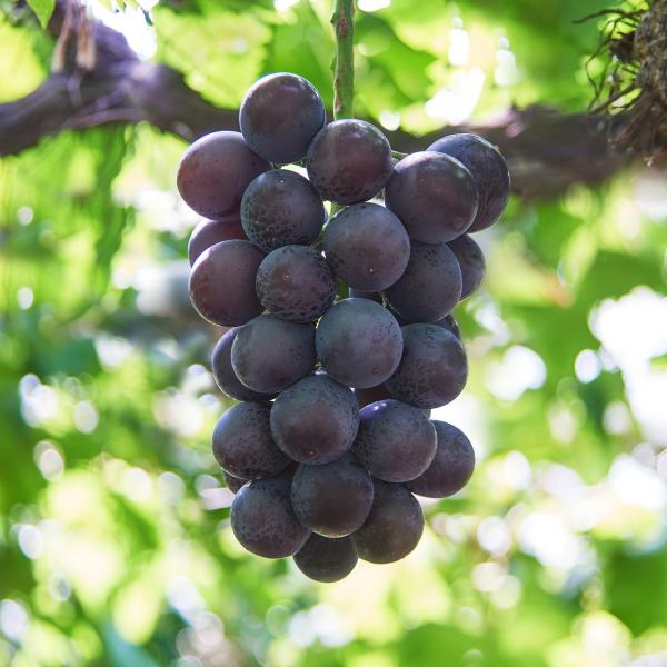 葡萄♠︎シャインマスカット苗木 登録品種と新品種 マスカットノワールの2種 宅急便 葡萄♠︎シャインマスカット苗木 登録品種と新品種 マスカットノワール