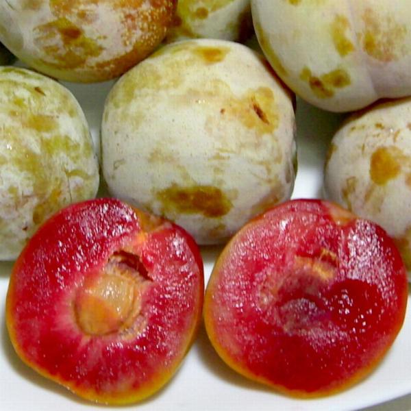 果物王国 山梨のプラム ソルダムは熟すと刺激的な甘さです ギガランキングｊｐ