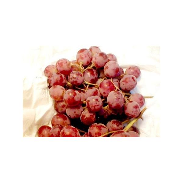 ぶどう 送料無料 ぶどう ブドウ 葡萄 レッドグローブ 約1ｋｇ チリ アメリカ産 北海道 沖縄は追加送料が必要です グレープ 種あり ブドウ Buyee Buyee Japanese Proxy Service Buy From Japan Bot Online