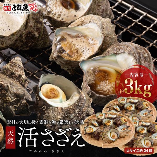 【送料無料】福井県産 天然 活 サザエ 3kg (大サイズ約24個) 生食 刺身可 国産 砂抜き処理済み さざえ サザエ 栄螺 貝【のし対応】sazae3kg
