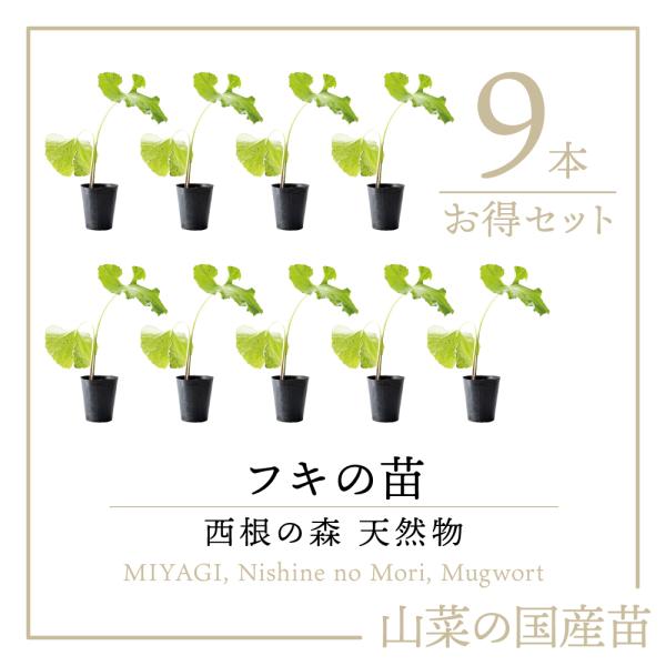 【2026年度 販売中 天然山菜 フキ 苗】西根の森 天然山菜の苗 フキのポット苗 9本｜ふき 蕗 ふきのとう フキノトウ 蕗の薹 山菜 苗木