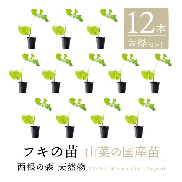 【2026年度 販売中 天然山菜 フキ 苗】西根の森 天然山菜の苗 フキのポット苗 12本｜ふき 蕗 ふきのとう フキノトウ 蕗の薹 山菜 苗木