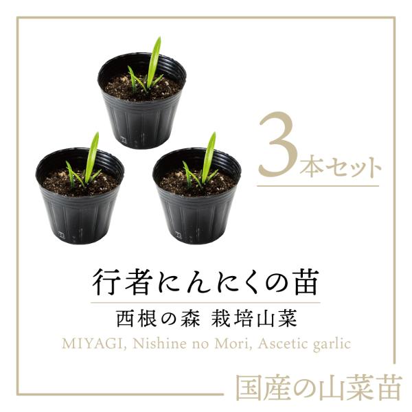 2023年度販売中 山菜 行者にんにく 苗】西根の森 行者にんにくの苗