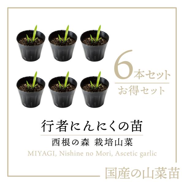 2023年度販売中 山菜 行者にんにく 苗】西根の森 行者にんにくの苗