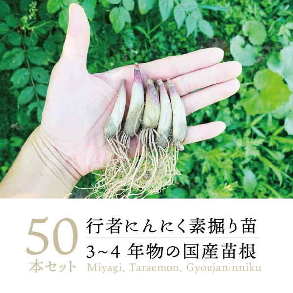 山菜、行者ニンニクの苗200本。 Amazon.co.jp: 西根の森 山菜 行者にんにく 苗根 7年~8年物