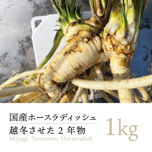 【2023年度 販売中 国産 産直】西根の森 野菜 ホースラディッシュ 1kg ｜ 山わさび 山菜 薬味 産地直送 宮城県産