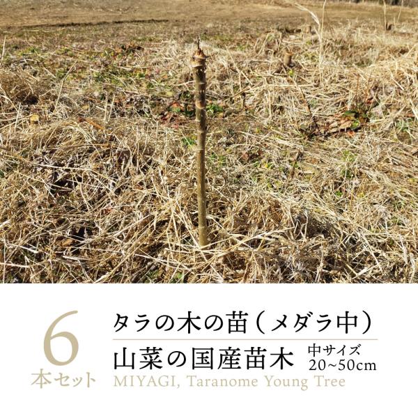 ライライ様のタラの木の苗 Amazon.co.jp: 【 西根の森 天然物 山菜 苗 】 タラの木 男だら 刺あり