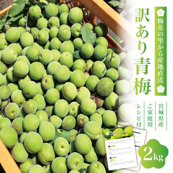 【2026年度 予約 6/13から順次配送 送料無料 *沖縄離島追加料金あり】 ご家庭用青梅 (訳あり)２kg ｜ 生梅 梅 宮城 角田 梅酒 梅ジュース 梅シロップ 梅干し