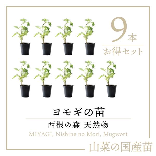 2025年度 販売中 天然山菜 ヨモギ 苗】西根の森 天然山菜の苗 ヨモギの