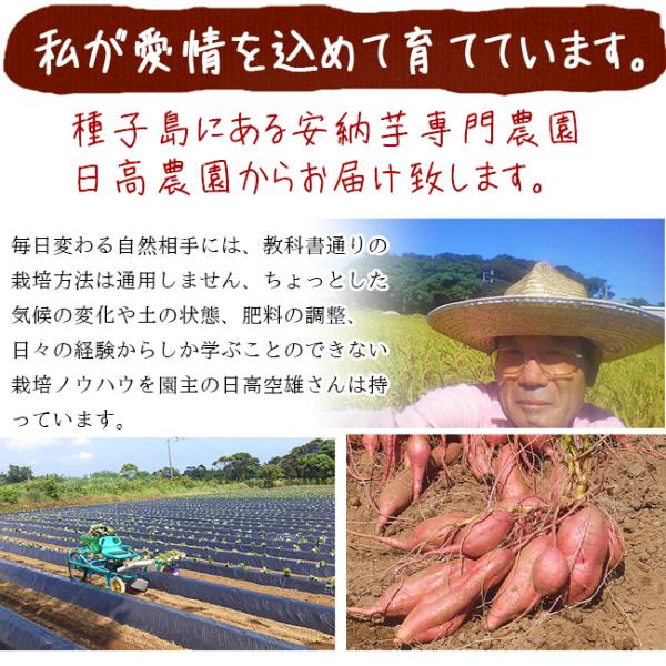 プチ安納芋訳あり2s 種子島10kg 送料無料2s プチ安納芋減農薬低農薬蜜芋安納紅鹿児島サツマイモ安納 べに日高農園 便购网 日本代购 Yahoo代拍 乐天代购 煤炉代购 日本yahoo拍卖购物平台