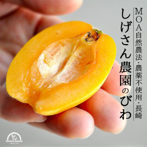 びわ 長崎 Lサイズ 20~24個入 無農薬 果物 フルーツ 枇杷 ビワ