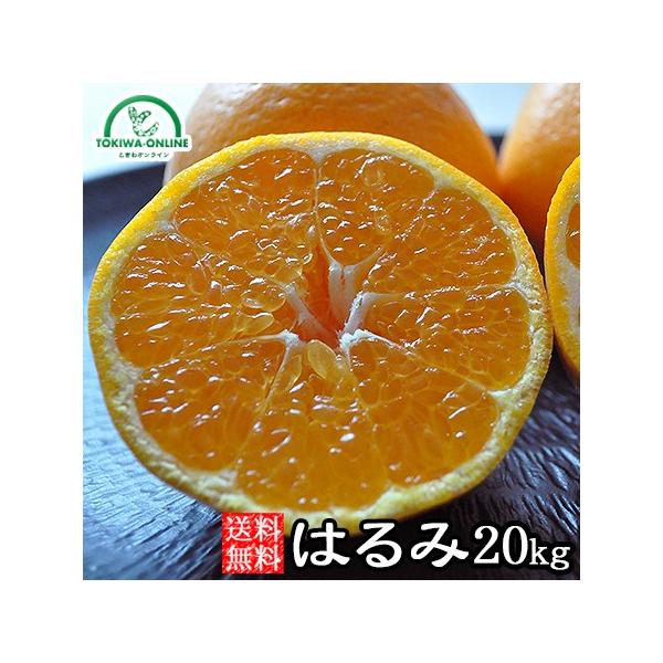 みかん 20kg」の人気商品一覧 | 安い商品を通販サイトから探す - 価格.com