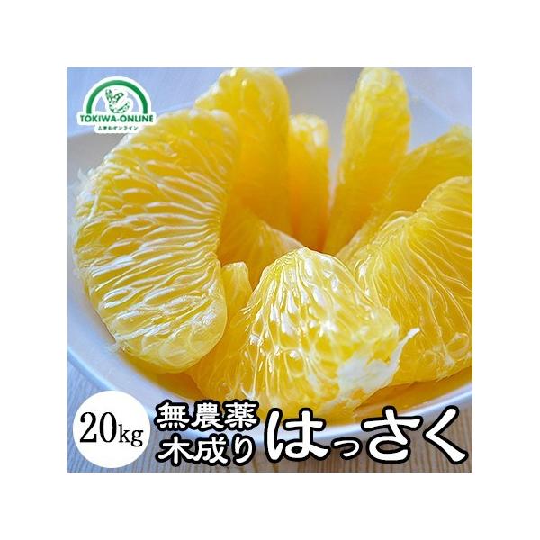  ͂ 20kg  _ m[bNX _ ؐ L@ |Cg O[WNV