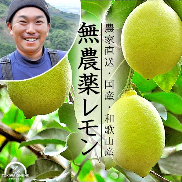 無農薬 レモン 国産 20kg 送料無料 黄色レモン ノーワックス 農家直送 和歌山産 有機栽培 産地直送 オーガニック グリーンジャンクション  :gj-y-lemon20k:農家直送フルーツ ときわオンライン 通販 