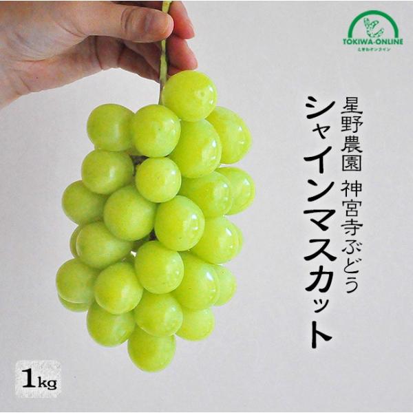 シャインマスカット 1kg 送料無料 お中元 農園直送 贈答 ギフト ぶどう 種無し 皮なし ブドウ 葡萄 贈り物 進物 神宮寺ぶどう 星野農園
