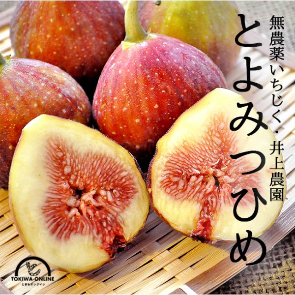 いちじく 生 送料無料 9〜12玉入 無農薬 お盆 お供え 進物 贈答 福岡県産 果物 ギフト イチジク くだもの 井上農園