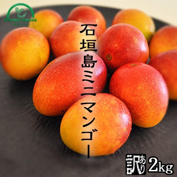 ミニマンゴー 訳あり 2kg 送料無料 マンゴー フルーツ 果物 沖縄産 石垣島 農園直送 ときわマンゴー農園 :kdm2:果物のときわ
