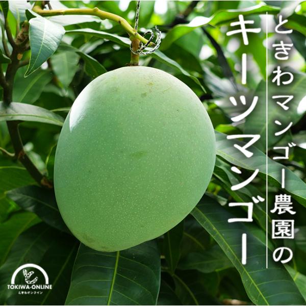 訳あり沖縄マンゴー 2kg 4,980円 そろそろ収穫終了です‼️ キーツマンゴー 訳あり 2kg 沖縄 送料無料 石垣島 農園直送 沖縄