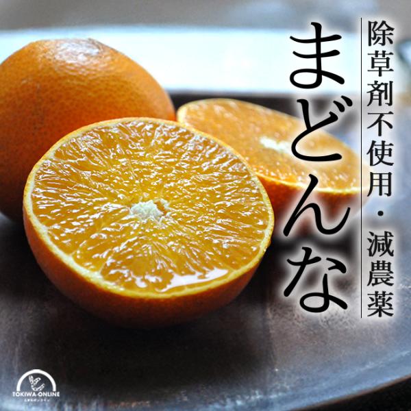 まどんな 3kg 家庭用 訳あり 愛媛果試第28号 みかん 紅まどんな 同品種 減農薬 除草剤不使用 農家直送 愛媛 オレンジライン