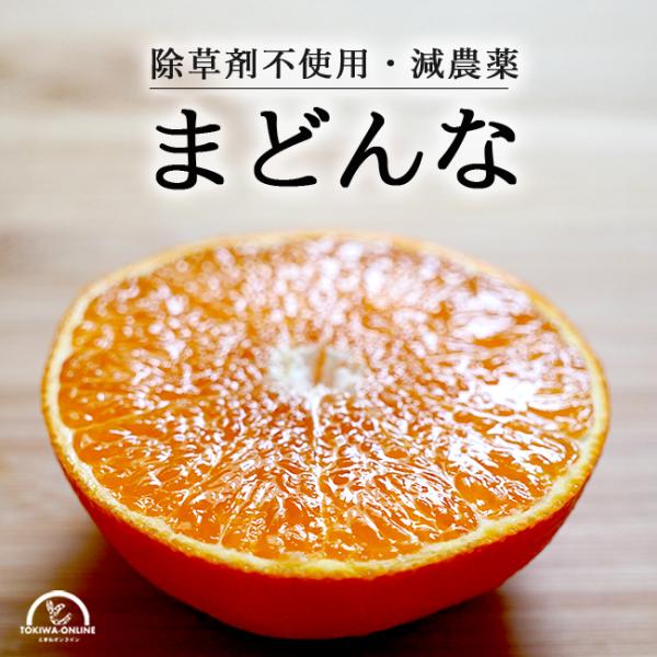 まどんな 2kg 愛媛果試第28号 お歳暮 贈答 ギフト みかん 紅まどんな 同品種 減農薬 除草剤不使用 農家直送 愛媛 オレンジライン
