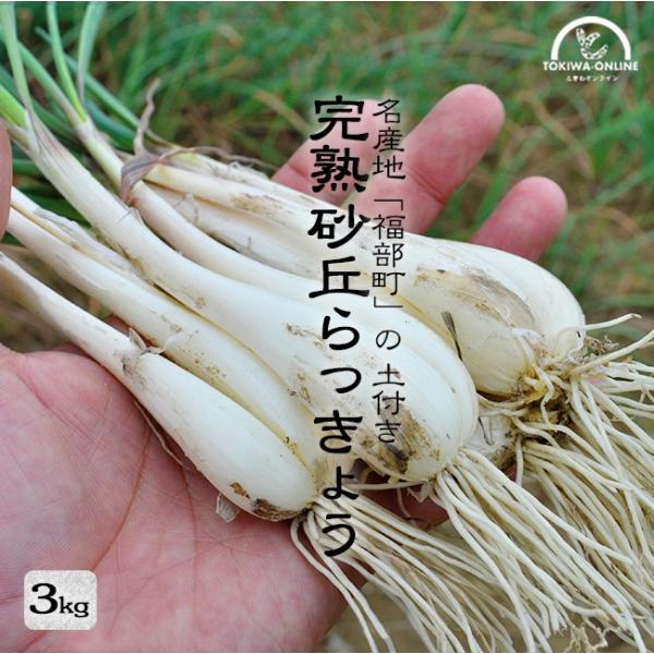 tokiwafruit_okn-rkyo-3k