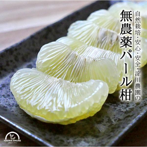 パール柑 5kg 無農薬 自然栽培 淀川農園 熊本 天草 : 農家直送フルーツ