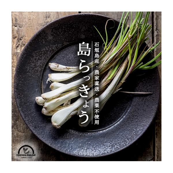 [Release date: January 21, 2026]本場の島らっきょうを沖縄石垣島からお届けします。土付きのまま生産農家から直送させて頂きます。■商品■　島らっきょう■内容量■　約2kg■発送情報■　発送予定（納期情報）を必ずご...