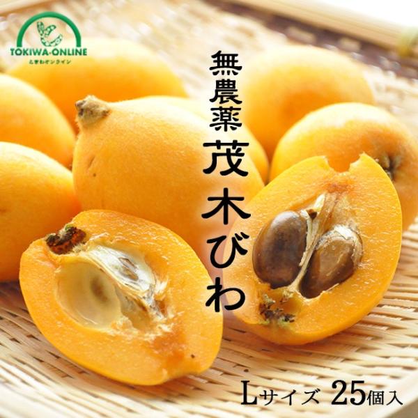ビワ果樹 。茂木枇杷。鉢ごと無料で発送致します。 ビワ（枇杷）：茂木（モギ）4-5号ポット＊ の通販 | 園芸ネット